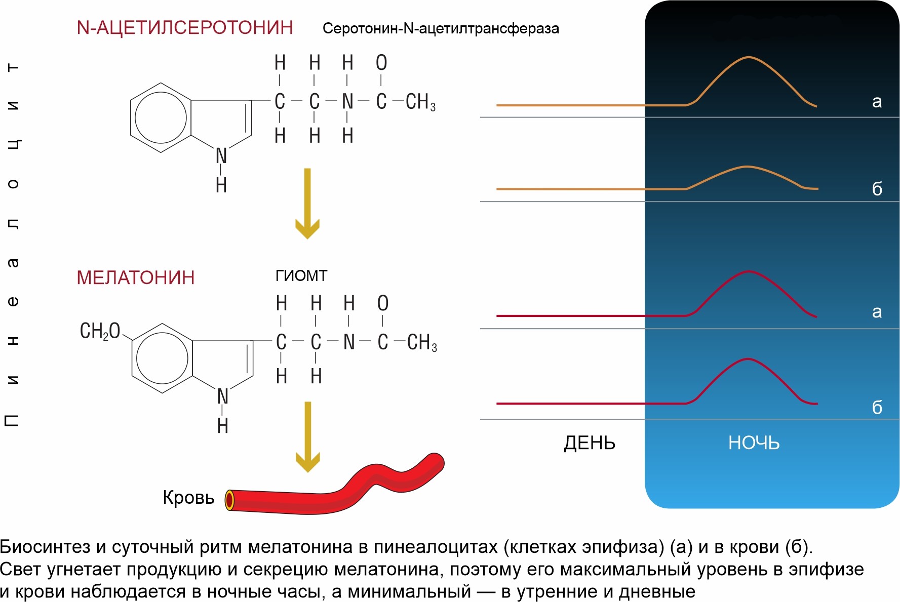 Эндолутен, пептид эпифиза: теория, практическое применение, исследования,  инструкция применения