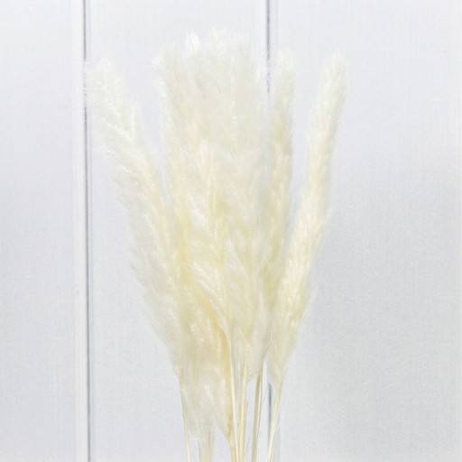 420061/2 Сухоцветы "Тростник" (10 шт.) Бежевый 1/250