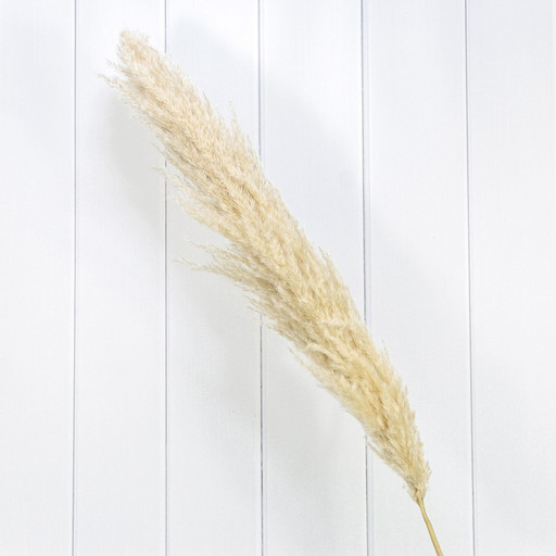 420065/2 Сухоцвет "Кортадерия" 1,5м Бежевый 1/1 1/300