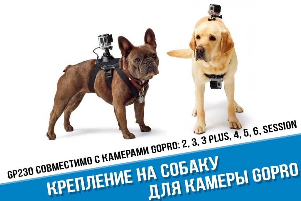 Dog gopro best sale