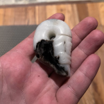 Драконосвин чернобелый Драконосвин чернобелый