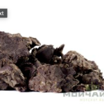 Золотой Корень (Родиола Розовая)