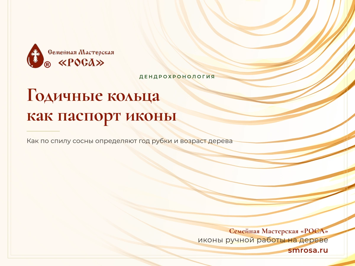 Годичные кольца как паспорт иконы: как по спилу определить год рубки и возраст дерева