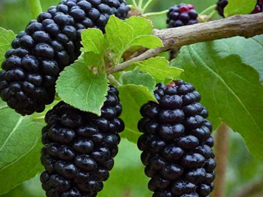 Шелковица Баронесса ОКС