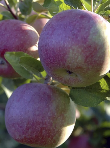 Яблоня Макинтош ОКС