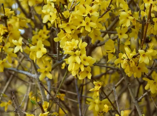 Форзиция Веберс Бронкс ОКС Форзиция Веберс Бронкс ОКС