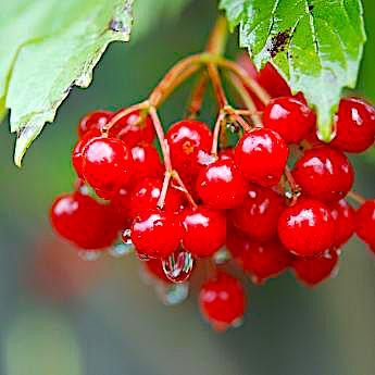 Калина Зарница