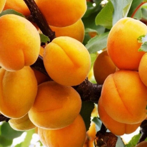 Абрикос Добеле ОКС