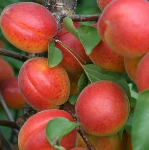 Абрикос Нью-Джерси ОКС