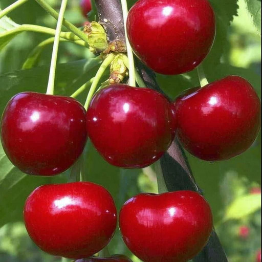 Дюк Краса Севера ОКС