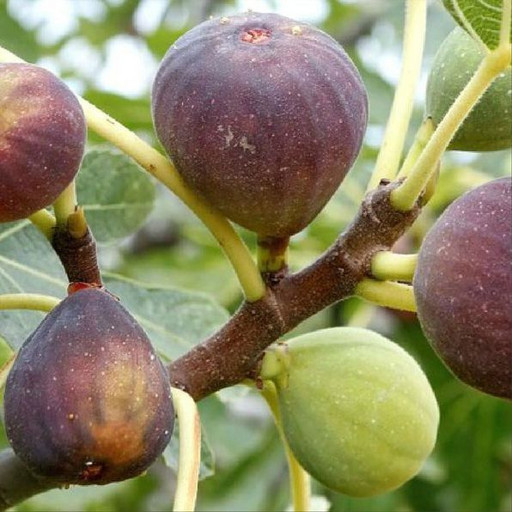 Инжир Брунсвик ОКС