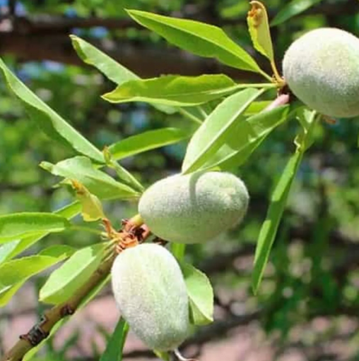 Миндаль Карамель ОКС