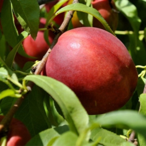 Нектарин Манговый ОКС