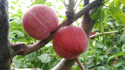 Слива Абрикосовая плуот слива и абрикос ОКС