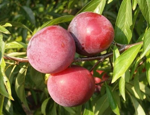 Слива Руби Кранч диплоид ОКС