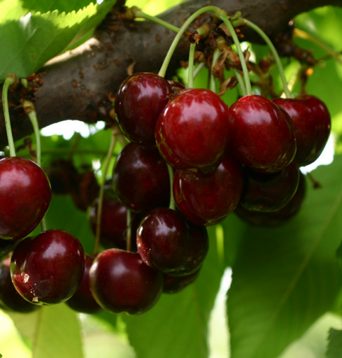 Черешня Свит Стефани ОКС