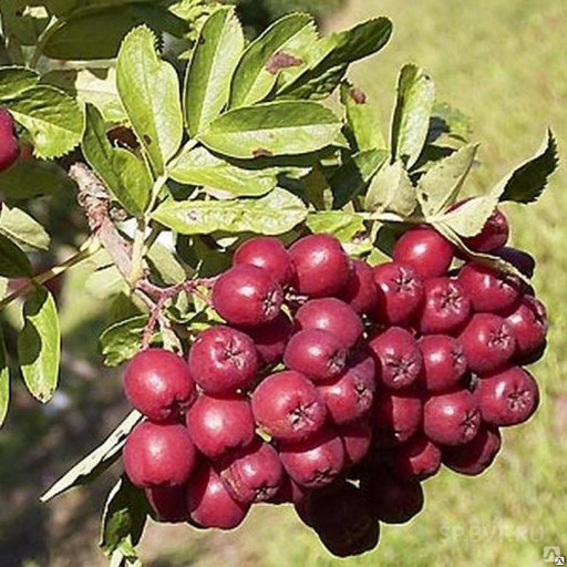 Рябина плодовая Титан