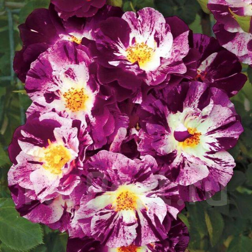 Роза Перпл Сплеш ОКС Роза Перпл Сплеш ОКС