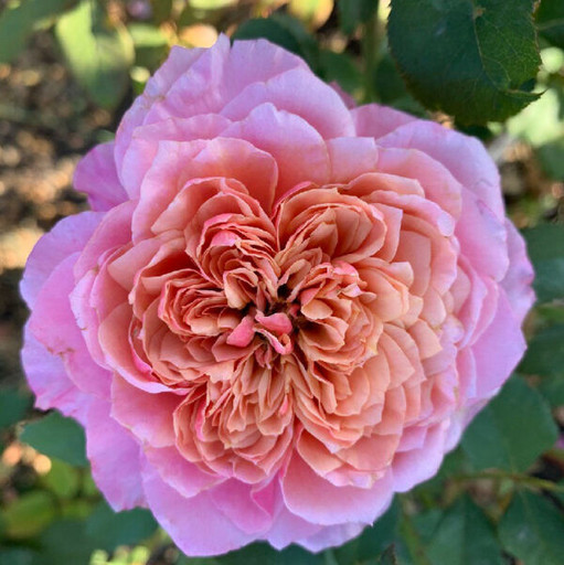 Роза Мияби ОКС Японская Роза Мияби ОКС Японская