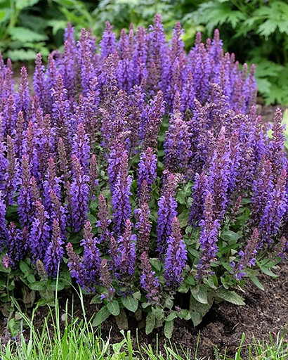 Шалфей Сальватор блю p9 Шалфей Сальватор блю p9