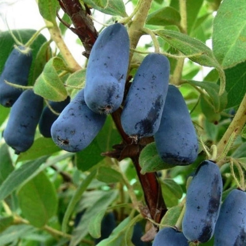 Жимолость Стрежевчанка С3