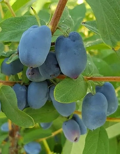 Жимолость Бореал Бьюти Северная Красавица Канадская ОКС