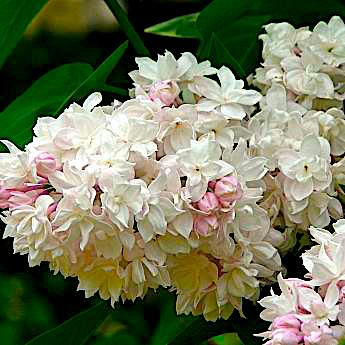 Сирень Красавица Москвы 3 л Сирень Красавица Москвы 3 л