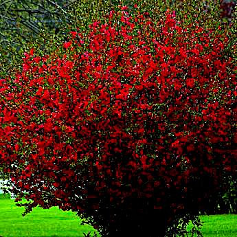 Айва Японская 3 л