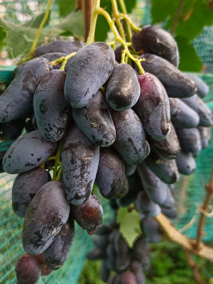 Виноград Черный коготь ОКС