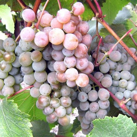 Виноград Жемчуг розовый ОКС
