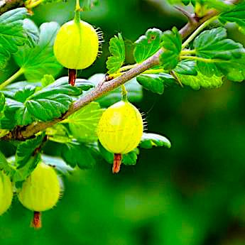 Крыжовник Инвикта