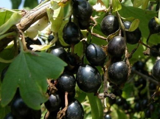 Йошта Крондель ОКС