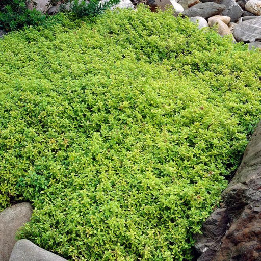 Тимьян лимонный почвопокровный р9 Тимьян лимонный почвопокровный р9