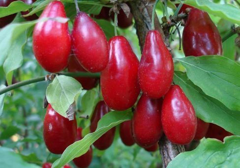 Кизил Светлячок ОКС