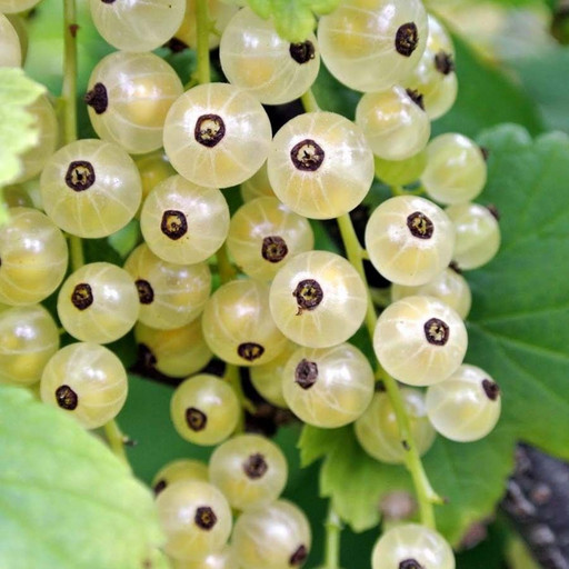 Смородина Кремовая С3