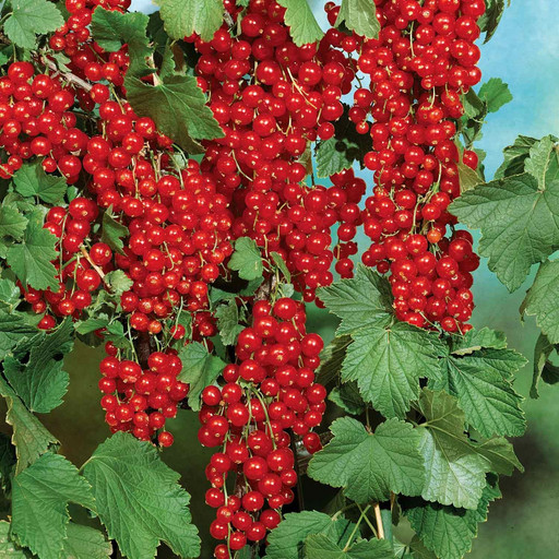 Смородина Красная мармеладница С3