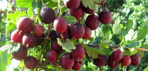 Крыжовник Сенатор ОКС