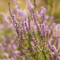 Вереск Пересвет р9