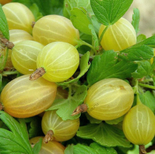 Крыжовник Алтайский ОКС