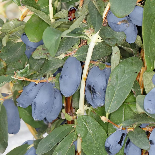 Жимолость Северный буран Канадская С3