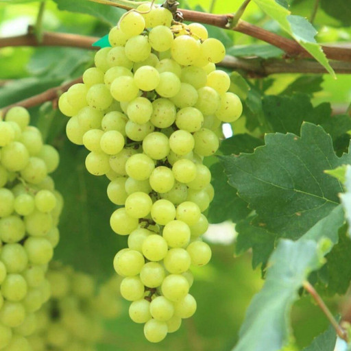 Виноград Аврора ОКС