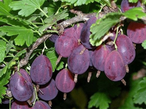 Крыжовник Грушенька ОКС