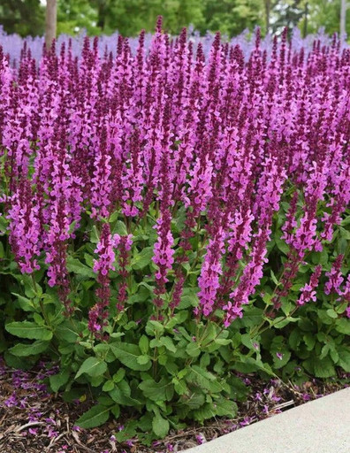 Шалфей Мерло Роуз p9 Шалфей Мерло Роуз p9