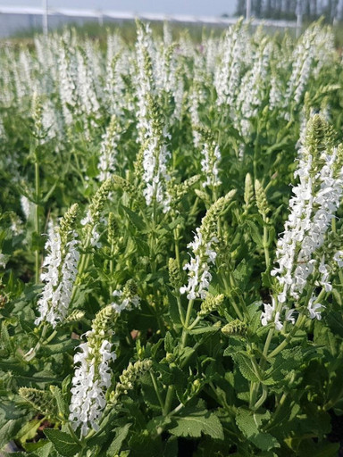 Шалфей Шнеехюгель p9 Шалфей Шнеехюгель p9