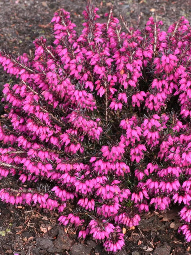 Вереск Эрика атрорубра р9