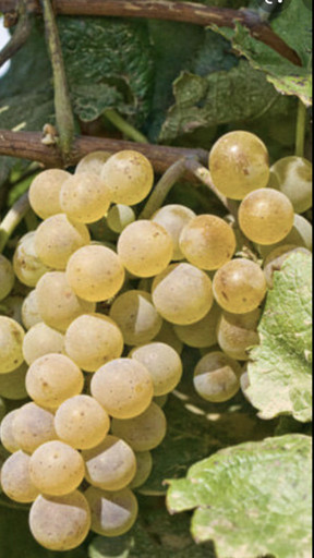 Виноград Изабелла белая ОКС