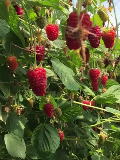 Малина Пшехиба ранняя ОКС