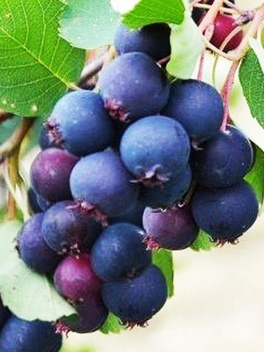 Ирга Звёздная ночь ОКС Ирга Звёздная ночь ОКС