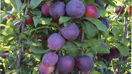 Слива Блю Свит колоновидная ОКС