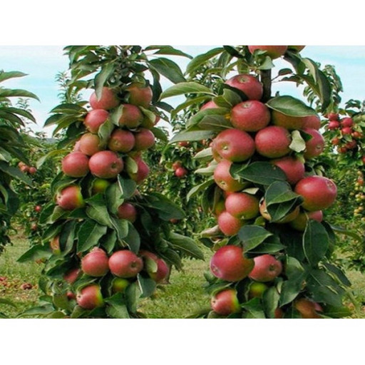 Яблоня колоновидная Приокское